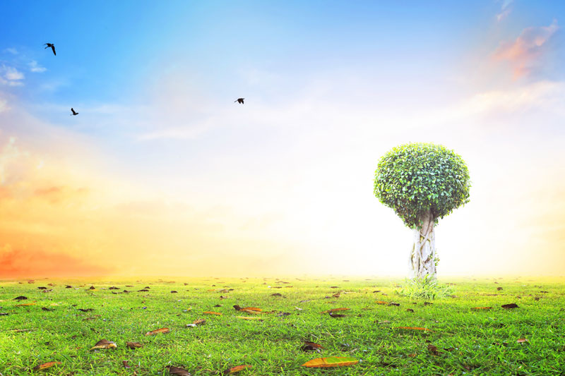 a tree in a meadow
